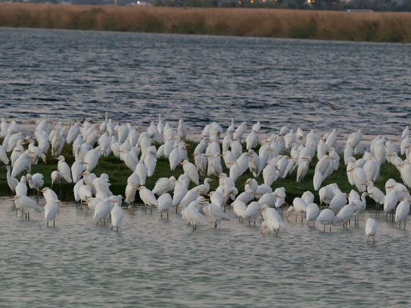 <h3><a href="/trips/oman/biota/animalia/chordata/aves/015 pelecaniformes/002 ardeidae/bubulcus ibis/bubulcus ibis-nl.html">Bubulcus&nbsp;ibis</a> / Western&nbsp;cattle&nbsp;egret / Koereiger</h3>OM-1 Mark II met OLYMPUS M.150-400mm F4.5, 1/400 sec  bij F7.1, ISO 10000, afstand 34.6&nbsp;m